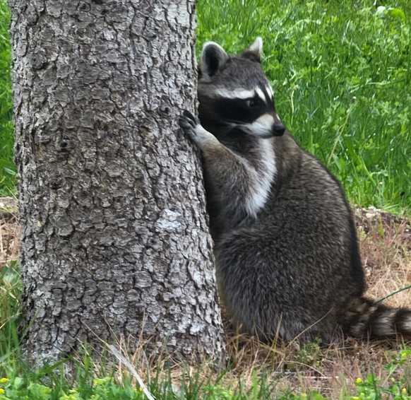 cute news animal tier waschbär

https://imgur.com/t/aww/jQ0x2AI