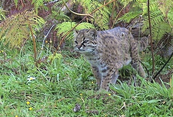 cute news tier chilenische wildkatze kodkod