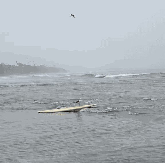 GIF animé