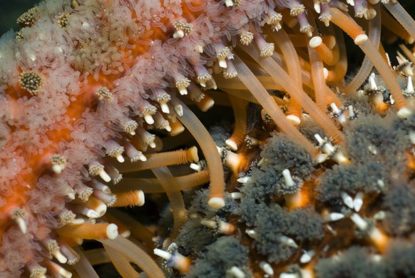 Detail of a sunflower starfish, pycnopodia helianthoides, in the Strait of Georgia, British Columbia, Canada. PUBLICATIONxNOTxINxUSA Copyright: x xAllxCanadaxPhotosx 1990-64023