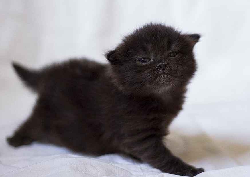 cute news animal tier katze cat

https://imgur.com/t/cute/Gg0q26l