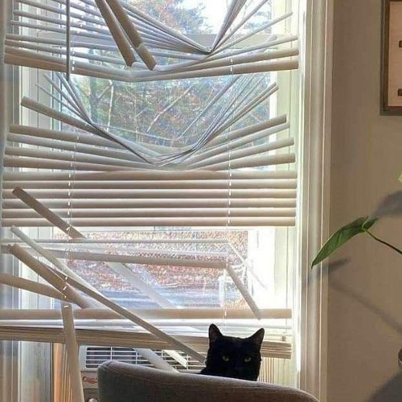 Katzen, die Storen zerstören: Die lustigsten Fails der Woche