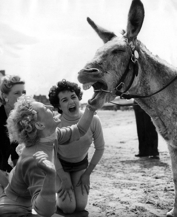 Bildnummer 60104319 Datum 01011900 Copyright imagoUnited Archives International This donkey is quick to see the point of the joke told by whitsun holidaymaker Hilary Hazelwood of Birmingham foreground ...