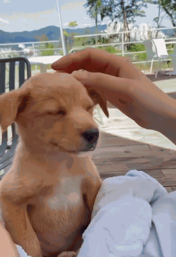 GIF animé