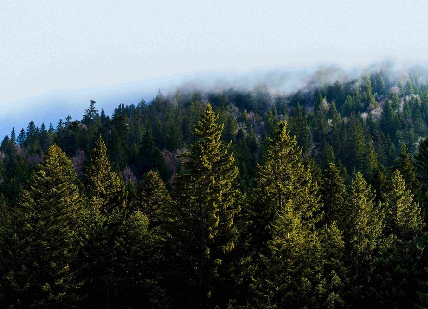 (Photo d'illustration) Sapin président de Couvet.