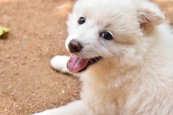 Voici un Spitz indien. Avouez qu'il a l'air super.