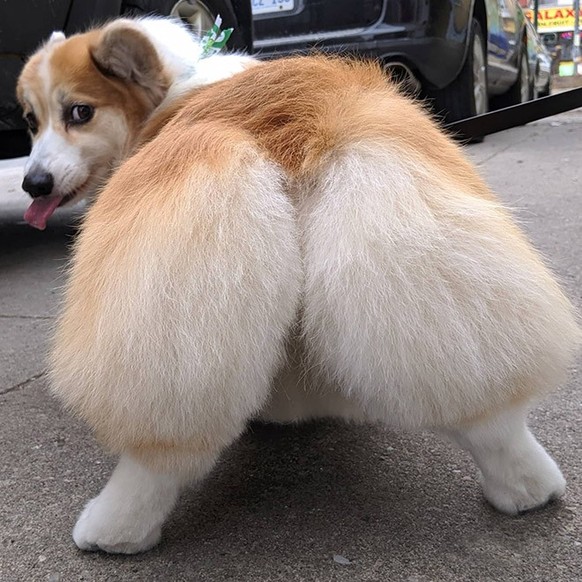 Les corgis sont trop chou.