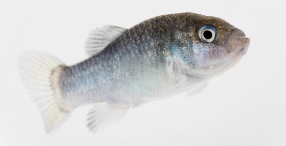 Cyprinodon diabolis.