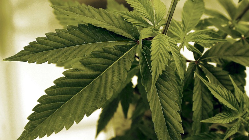 FILE - Marijuana plants grow at a lab in Cottage Grove, Minn., June 17, 2015. The recently appointed director of Minnesota?s new marijuana regulatory agency, Erin Dupree, has resigned amid reports tha ...