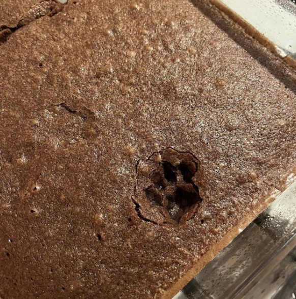Die lustigsten Fails der Woche: Katze