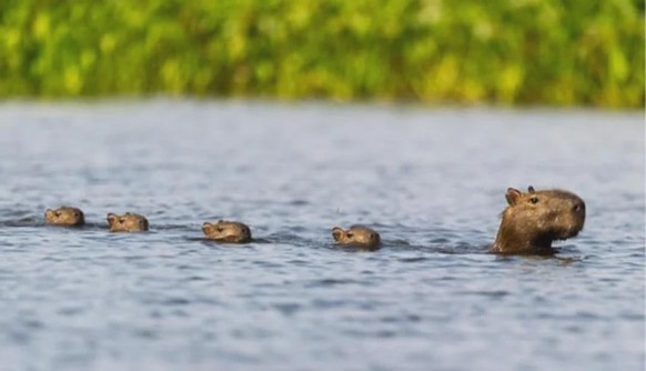 cute news tier capybara

https://www.reddit.com/r/capybara/comments/1cgjpem/keep_up_with_mom_bb_baras/