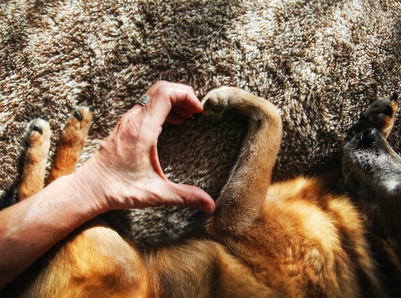 Pour offrir une bonne vie aux chiens, il faut penser à leur bien-être mental, à leur santé et à leur environnement.