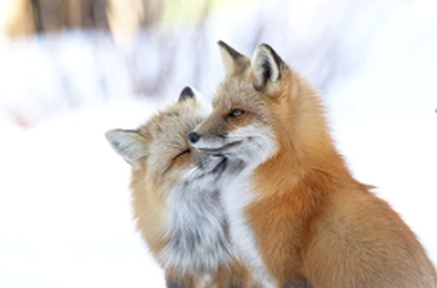 Wildlife Photographer of the Year People’s Choice Award Fuchs