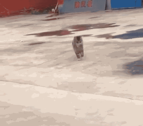 GIF animé