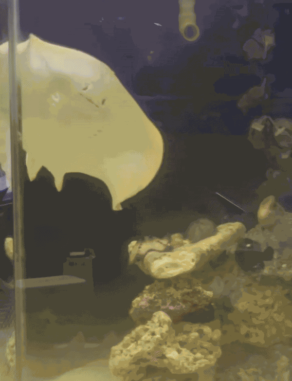 GIF animé