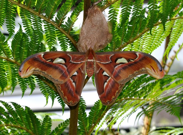 cute news tier atlasspinner schmetterling