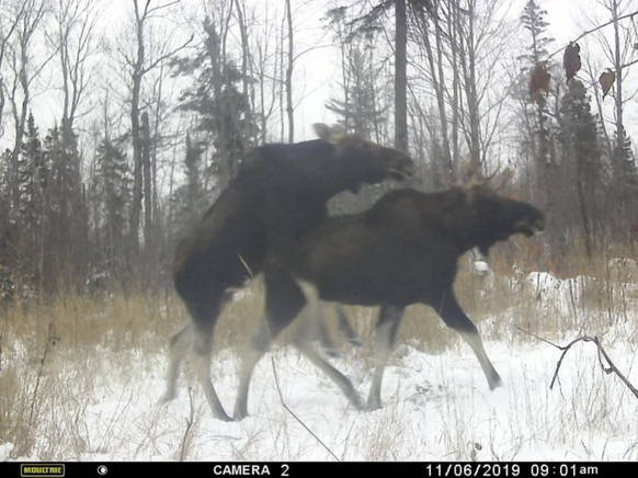 Lustige Bilder aus der Wildtierkamera: Elch