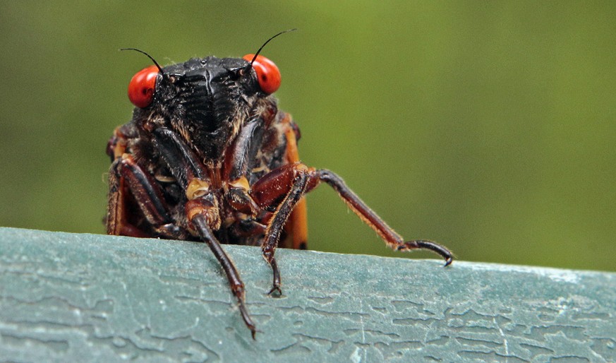 FILE - A cicada peers over a ledge in Chapel Hill, N.C., on May 11, 2011. Swarms of the red-eyed bugs reemerging after 17 years below ground offer a chance for home cooks to turn the tables: making th ...