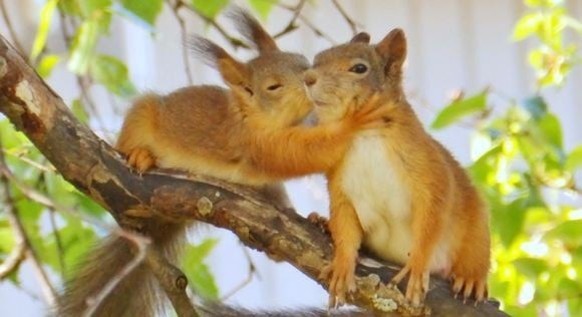 cute news tier eichhörnchen

https://www.reddit.com/media?url=https%3A%2F%2Fpreview.redd.it%2Fi-never-knew-i-needed-this-to-make-me-so-muchh-happy-v0-zq05z8wsve2e1.jpg%3Fwidth%3D580%26format%3Dpjpg%26 ...