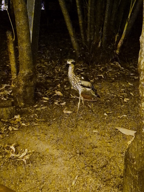 corinas bilder australien cute news