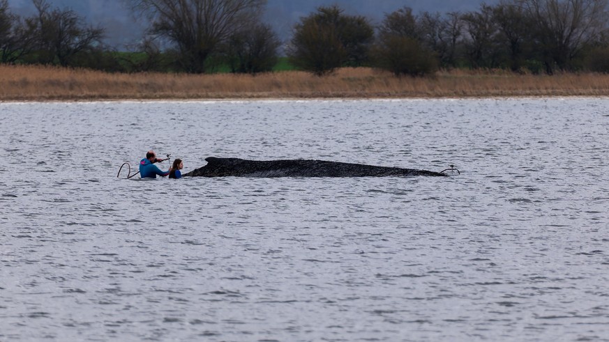 KEYPIX - 03.04.2026, Mecklenburg-Vorpommern, Weitendorf-Hof: Einsatzkräfte der Feuerwehr benetzen den Rücken des Wals, der aus dem Wasser ragt. Der vor Wismar gestrandete Buckelwal ist noch am Leben.  ...