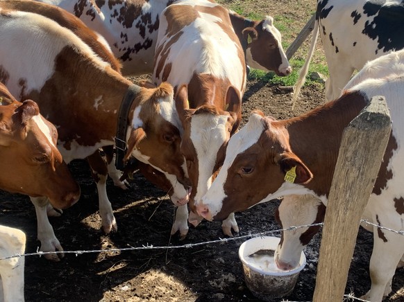 De futures vaches laitières mangent du sel à l'alpage.