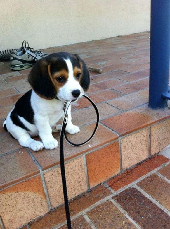 cute news tier hund

https://www.reddit.com/r/aww/comments/1dzprdg/little_guy_waiting_to_go_for_a_walk/