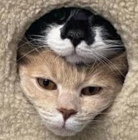 cute news tier katzen

https://imgur.com/gallery/memes-i-post-youtube-channel-audio-best-experience-VA4ork8#/t/aww