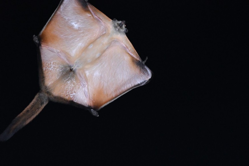 Cute News: Indisches Riesengleithörnchen