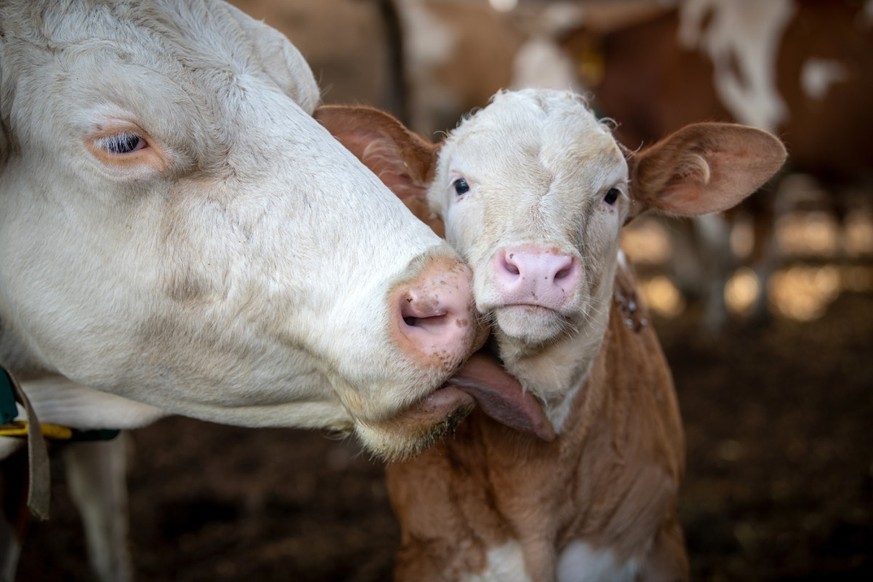 Les vaches sont des animaux très sociables. Le léchage mutuel renforce les liens et a un effet apaisant.