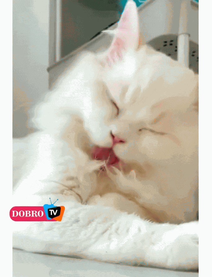GIF animé