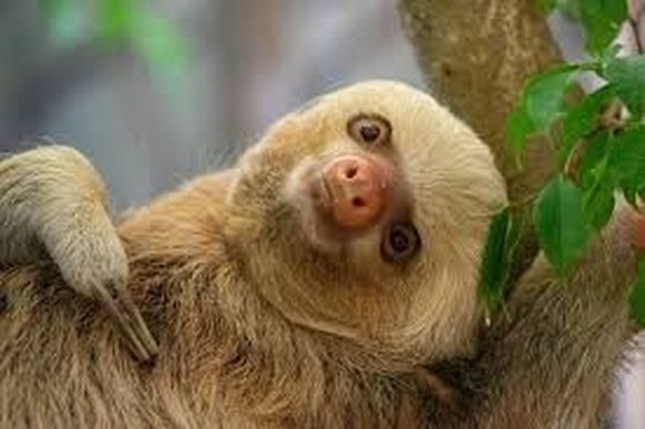 cute news tier sloth faultier

https://www.reddit.com/r/Animal/comments/12r2pjs/i_love_sloths/