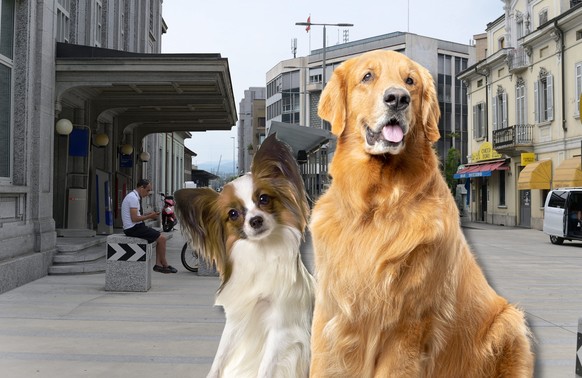 Chiasso et pipi de chien