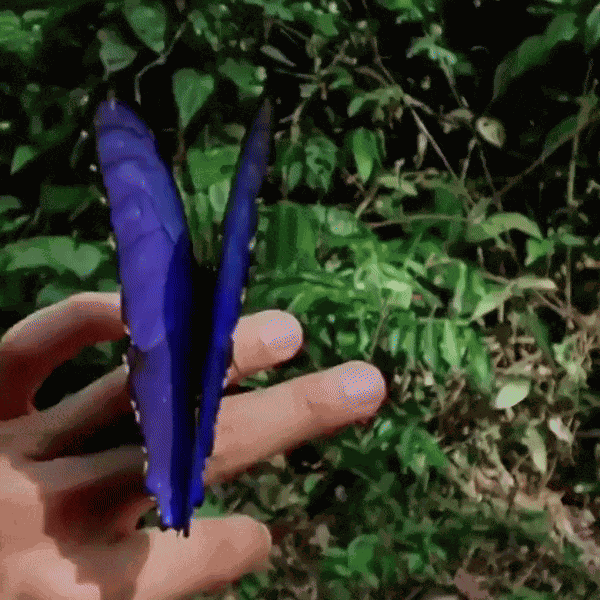GIF animé