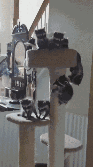 GIF animé
