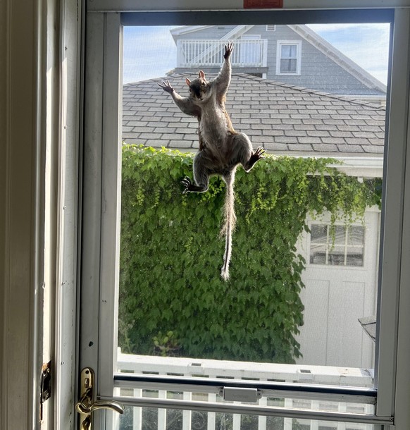 cute news tier eichhörnchen

https://www.reddit.com/r/squirrels/comments/1dz1lre/eddie_letting_me_know_i_didnt_leave_enough_nuts/