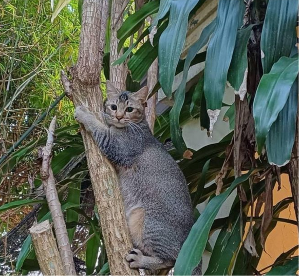 cute new tier katze

https://www.instagram.com/p/C4daLUbvff8/