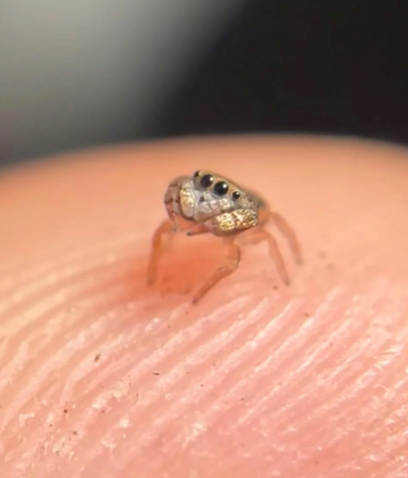 Die herzigsten kleinen Tiere der Welt (Cute News)