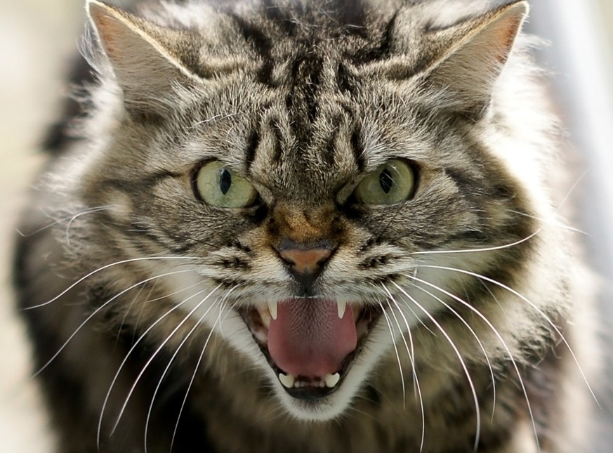 Pourquoi les chats sont une des espèces «les plus problématiques au monde»