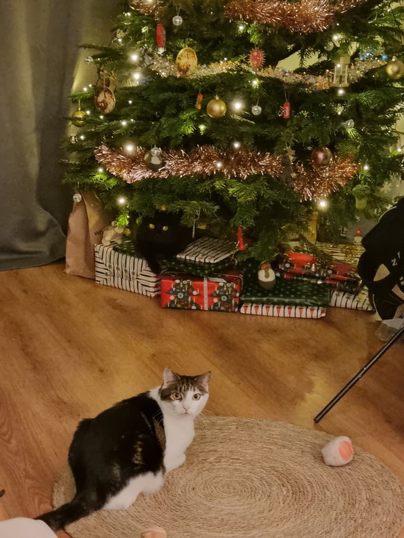 cute news tier katze weihnachten

https://imgur.com/gallery/merry-christmas-ya-filthy-animals-1UfhmGz#/t/aww