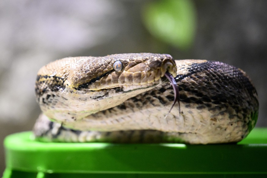 Le serpent python reticule male sort de sa boite de transport dans son nouveau terrarium lors du demenagement des deux pythons reticules et de trois Axolotls dans leurs nouveaux espaces de vie du viva ...