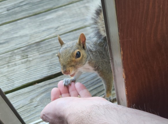 cute news tier eichhörnchen

https://www.reddit.com/r/squirrels/comments/1cxf6gq/good_eye_contact_firm_handshake_willing_to_work/