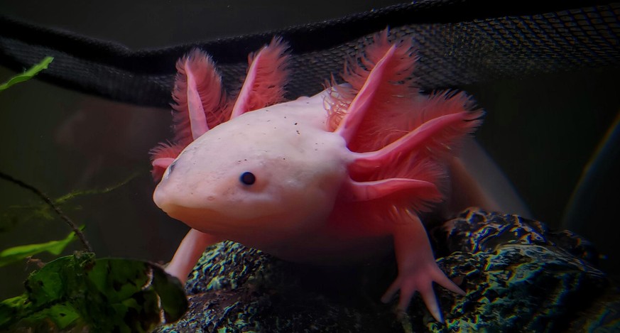 cute news animal axolotl

https://imgur.com/t/animals/trtmHAl