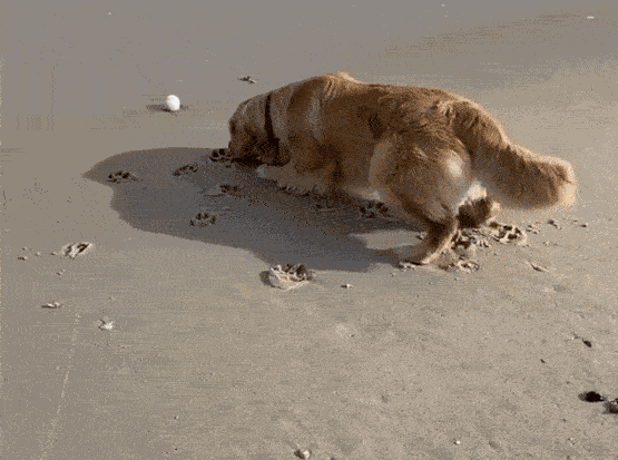 GIF animé