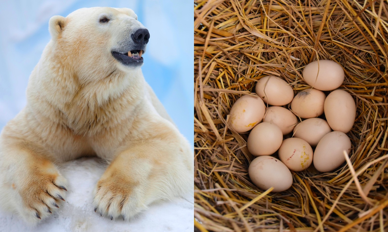 En manque de phoques, les ours polaires chassent des œufs. Watson.