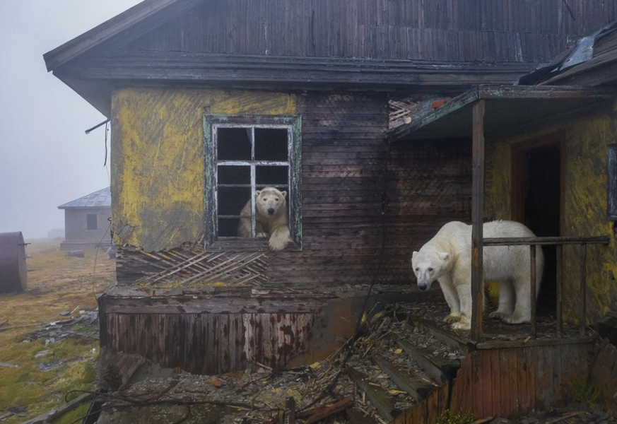 Dimitry Koch a utilisé un drone pour prendre cette photo de deux ours polaires sur l'île de Kolyuchin, dans la mer des Tchouktches, en Arctique.