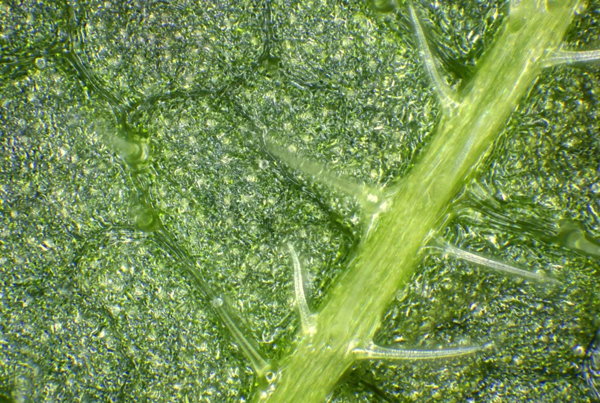 Grosse Brennnessel, Grosse Brennessel Urtica dioica, Blattunterseite mit Brennhaaren, Makroaufnahme, Deutschland, Mecklenburg-Vorpommern common nettle, stinging nettle, nettle leaf, nettle, stinger Ur ...