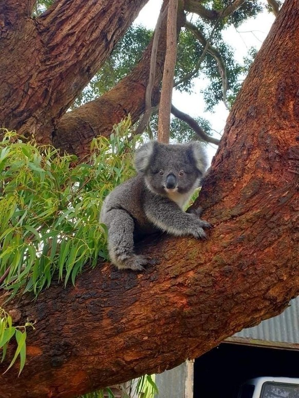 cute news tier koala

https://ch.pinterest.com/pin/9922061673435463/