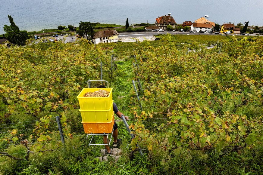 Un employe du vigneron Fabien Vallelian recolte du raison Bio dans les vignes du Lavaux lors des vendanges le vendredi 3 octobre 2025 a Epesses. (KEYSTONE/Jean-Christophe Bott)