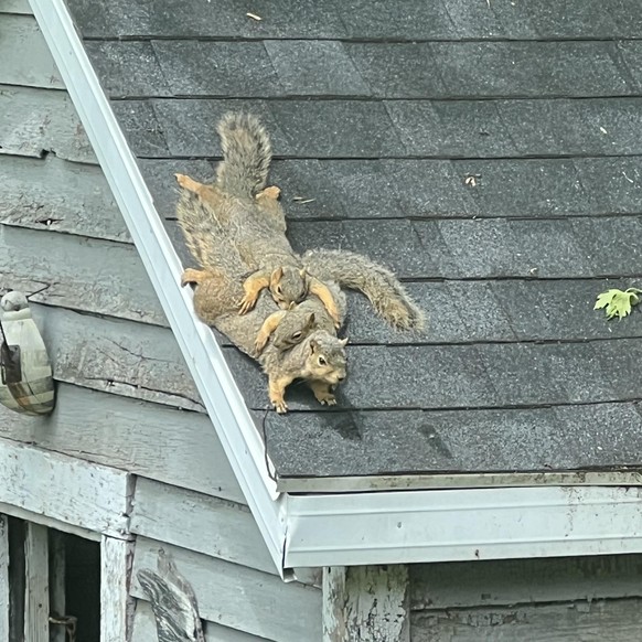 cute news tier eichhörnchen

https://www.reddit.com/r/squirrels/comments/1d23v6k/saw_this_family_cuddling_out_my_window_today/